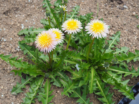 Taraxacum pseudoroseum